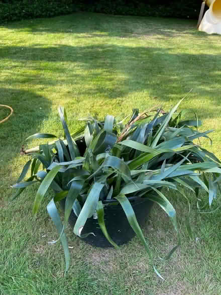 Photo of free Friendship plants (SL6 Furze Platt) #2