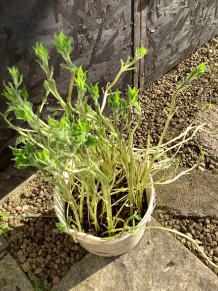 Photo of free Jerusalem artichoke (Caton LA2) #1