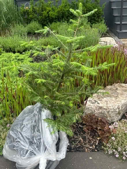 Photo of free tree (M4J 2X9) #1