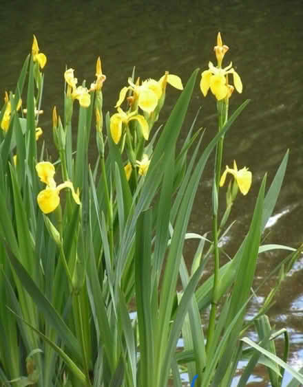 Photo of free Pond Plants and snails (Churchill OX7) #1