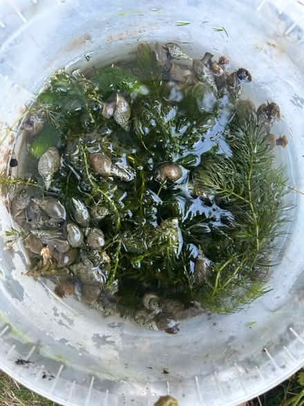 Photo of free Pond Plants and snails (Churchill OX7) #3