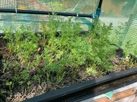 Photo of free Carrot plants (Wellington TF1) #1