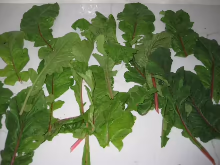 Photo of free Radishes and Swiss Chard (Gaithersburg - Darnestown area) #2