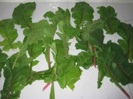 Photo of free Radishes and Swiss Chard (Gaithersburg - Darnestown area) #2
