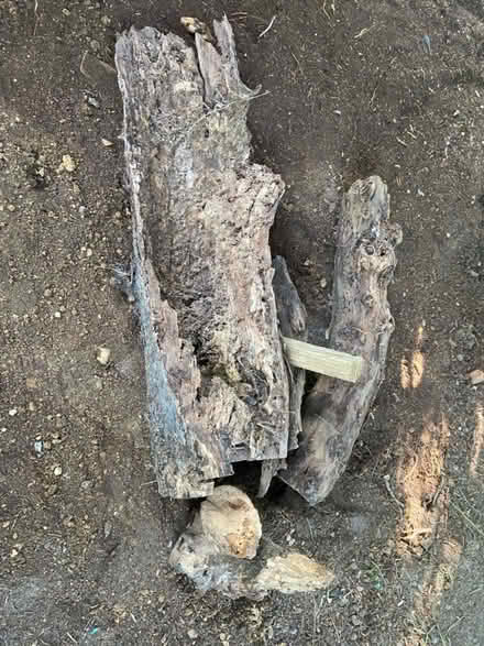 Photo of free Tree logs ideal 4 garden wildlife (St Albans AL1) #1