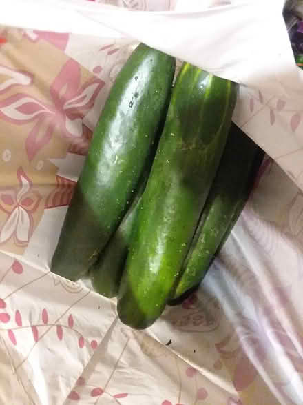Photo of free Cucumbers, banana peppers, carrots (Sharon hill, PA) #3
