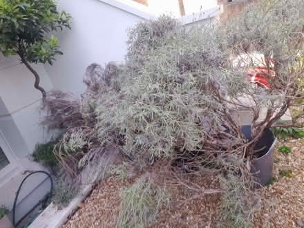 Photo of free Lavender plants (Wimbledon Village SW19) #1