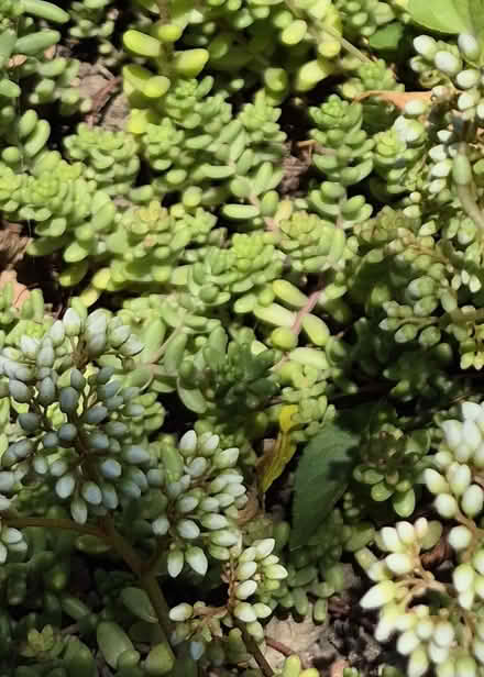 Photo of free Stonecrop - Sedum garden succulent (Abberley WR6) #2