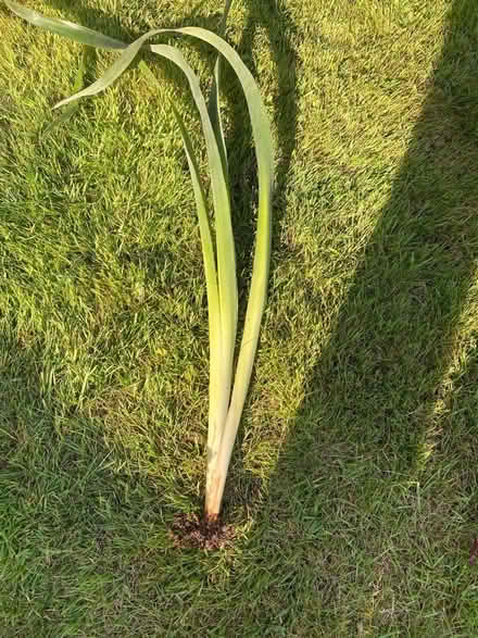 Photo of free Friendship plants (SL6 Furze Platt) #1