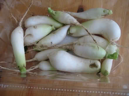 Photo of free Radishes and Swiss Chard (Gaithersburg - Darnestown area) #1