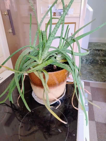 Photo of free Aloe Vera plant (Cheadle Hulme SK8) #2