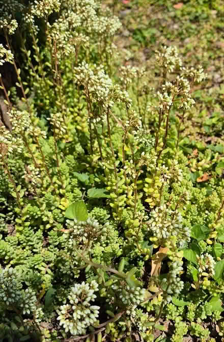 Photo of free Stonecrop - Sedum garden succulent (Abberley WR6) #1