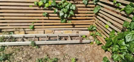 Photo of free Ladder (Furzedown SW17) #1