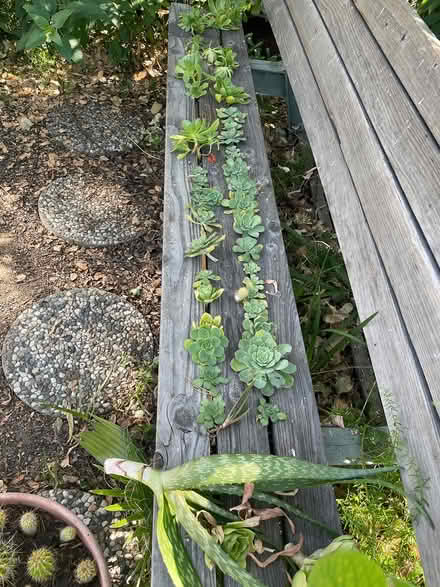 Photo of free Succulents (Union City near Quarry Lakes) #3