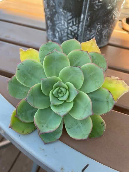 Photo of free Succulents (Union City near Quarry Lakes) #2