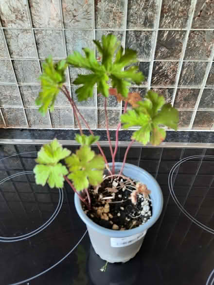 Photo of free Not sure Hardy Geranium seedling (Morden SM4) #3