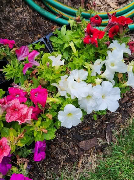 Photo of free Flat of petunias (Town of Sheboygan, near Mosel) #1