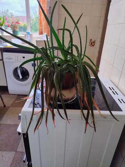 Photo of free Aloe Vera plant (Cheadle Hulme SK8) #1