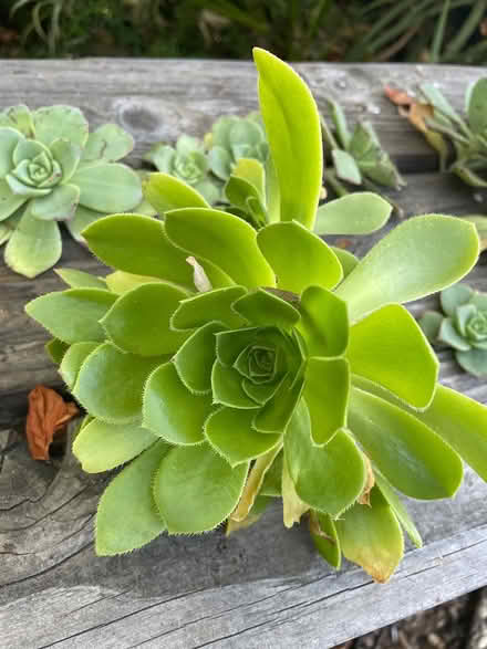 Photo of free Succulents (Union City near Quarry Lakes) #1