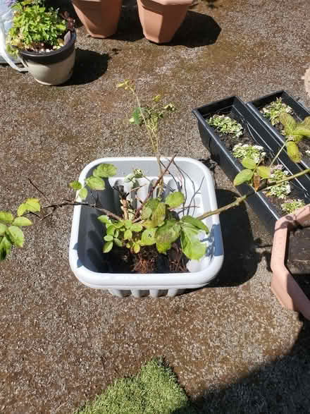 Photo of free Rose bushes (Darwen BB3) #1