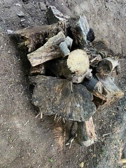 Photo of free Logs for fire, wood for widlife (St Albans AL1) #2