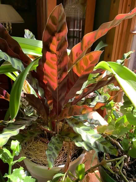 Photo of free house plants (West Townsend) #4