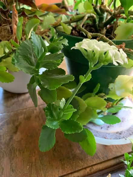 Photo of free house plants (West Townsend) #3