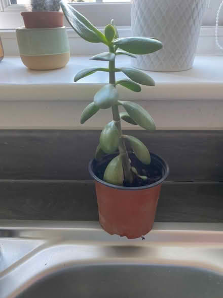 Photo of free Tomato plant and other (Plumpton CA11) #1