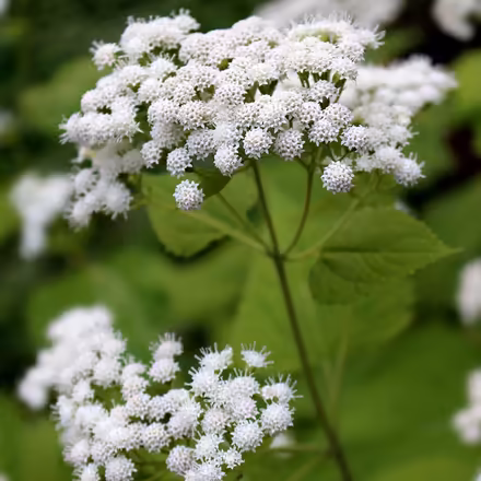 Photo of free White snakeroot (Duren Ave) #1