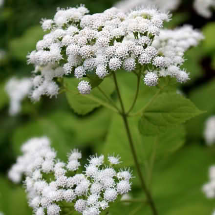 Photo of free White snakeroot (Duren Ave) #1