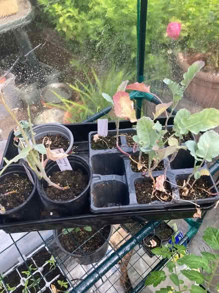 Photo of free Tray of Brócoli plants (Ifton Heath SY11) #1