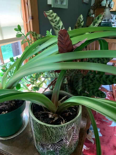 Photo of free house plants (West Townsend) #2