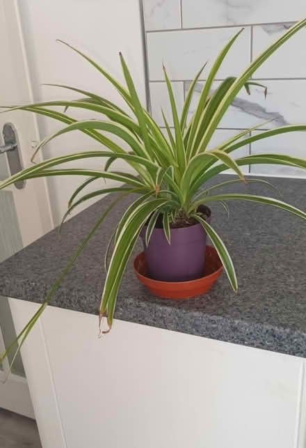 Photo of free Spider Plant (S20 Waterthorpe) #2