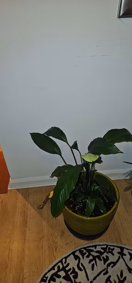 Photo of free Peace Lily Plant (Beswick M11) #1