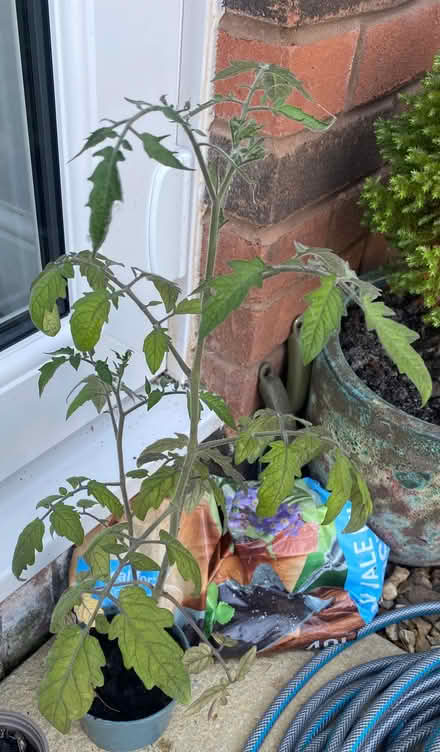 Photo of free Tomato plant and other (Plumpton CA11) #2