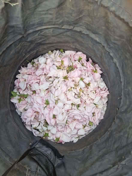 Photo of free Fresh rose petals (Seaford BN25) #1