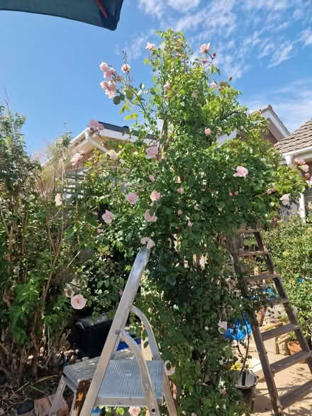 Photo of free Fresh rose petals (Seaford BN25) #2