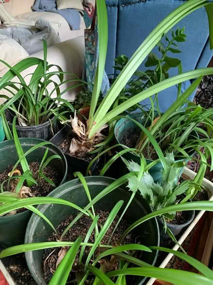 Photo of free house plants (West Townsend) #1