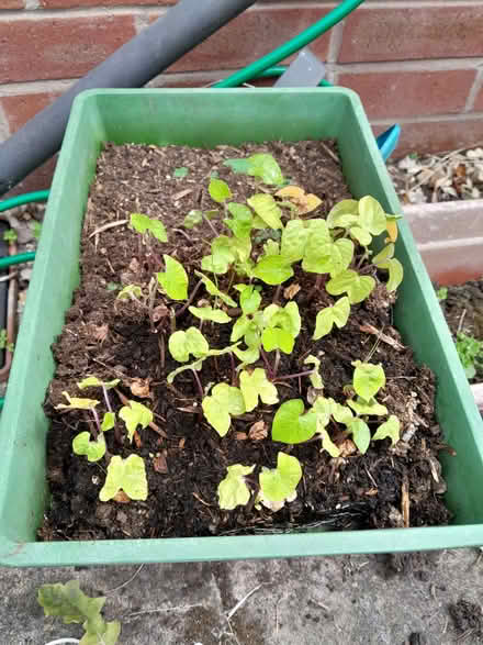 Photo of free Morning glory seedlings (Baswich ST17) #1