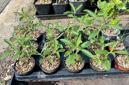 Photo of free Verbena bonariensis plants (Hatfield AL10) #3