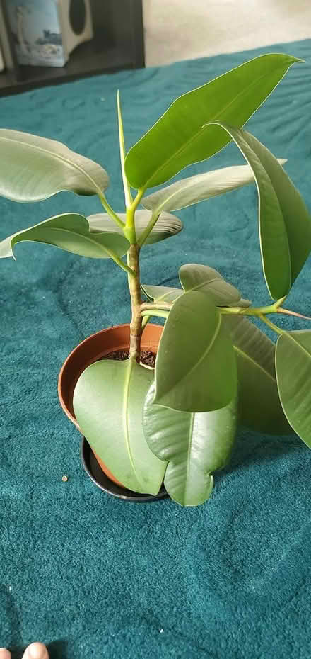 Photo of free Rubber plant cutting (CO15 6 Clacton on sea) #1