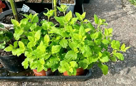 Photo of free Lemon balm (melissa) plants (Hatfield AL10) #1