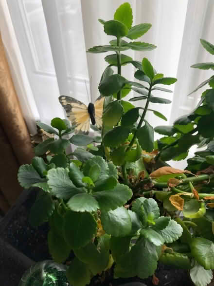 Photo of free Plant (North York) #2