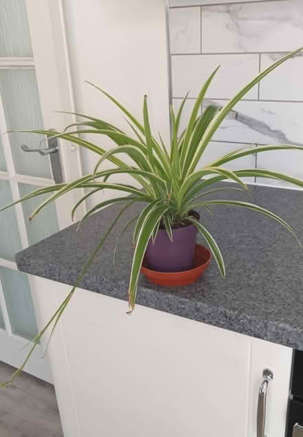 Photo of free Spider Plant (S20 Waterthorpe) #1