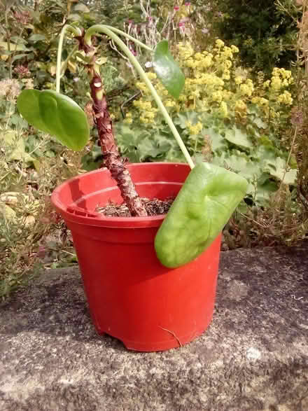 Photo of free Houseplant peperomia (St John's Wakefield) #1