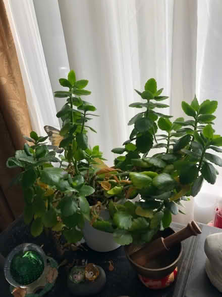 Photo of free Plant (North York) #1