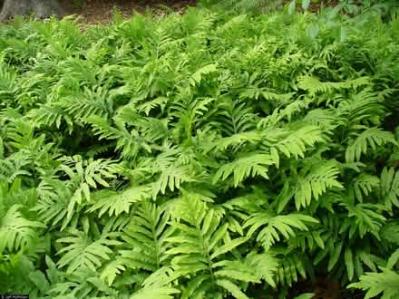 Photo of free Sensitive Ferns (native) (Duren Ave) #1