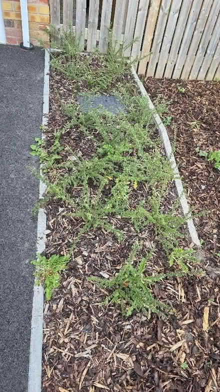 Photo of free Plants (Aston S26) #4