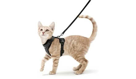 Photo of Cat harness & lead (Derby Road DE56) #1