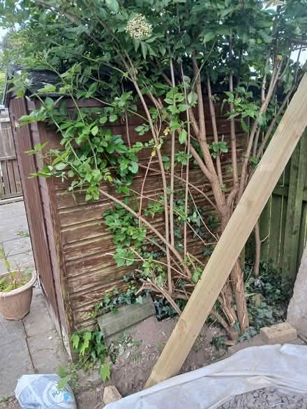 Photo of free Garden Shed (Dunde dd4 8ty) #3